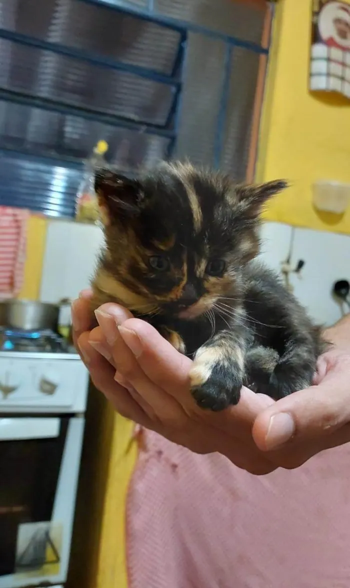 Gato ra a SRD-ViraLata idade Abaixo de 2 meses nome Ninhada de 4 fêmeas