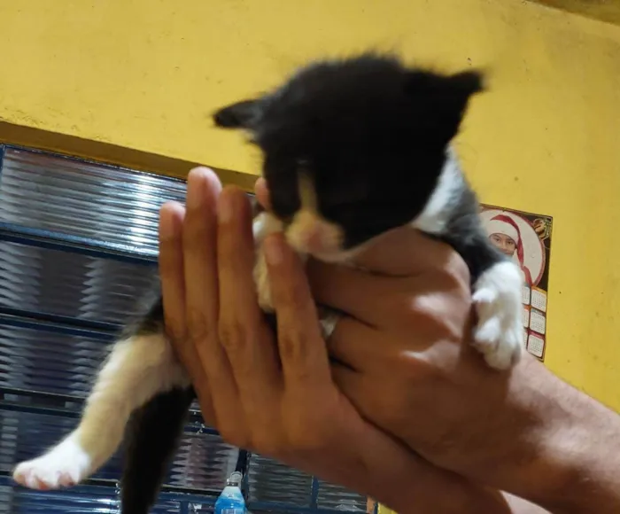 Gato ra a SRD-ViraLata idade Abaixo de 2 meses nome Ninhada de 4 fêmeas