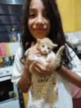 Ninhada de 4 fêmeas