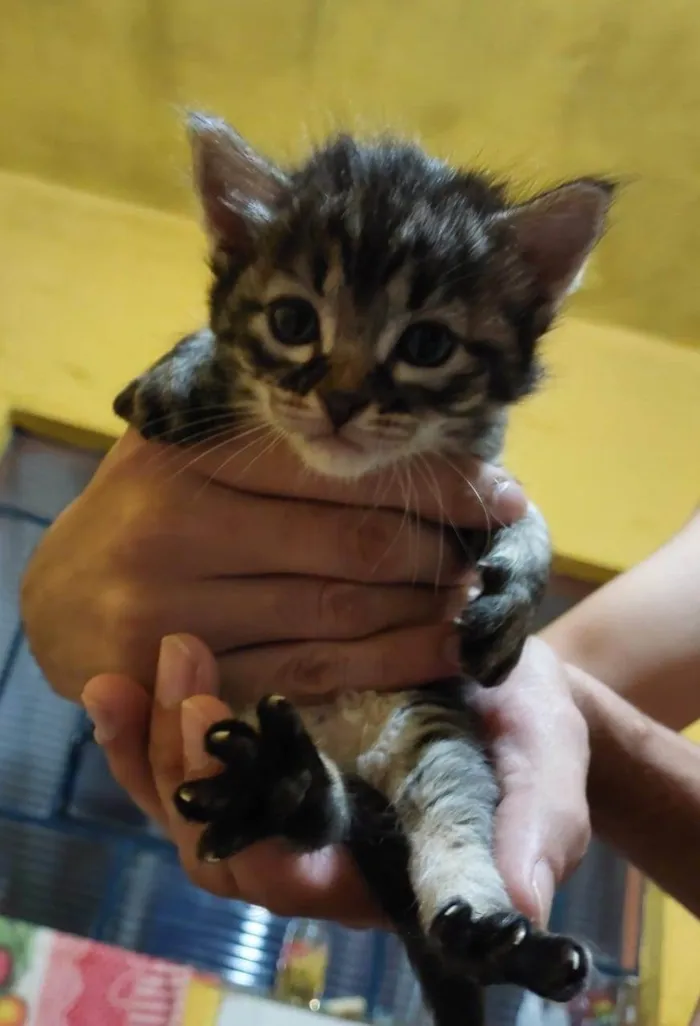 Gato ra a SRD-ViraLata idade Abaixo de 2 meses nome Ninhada de 4 fêmeas
