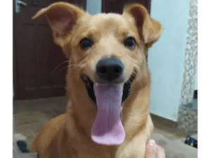 Cachorro raça SRD-ViraLata idade 3 anos nome Marley