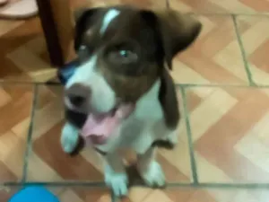 Cachorro raça SRD-ViraLata idade 2 a 6 meses nome Coração 