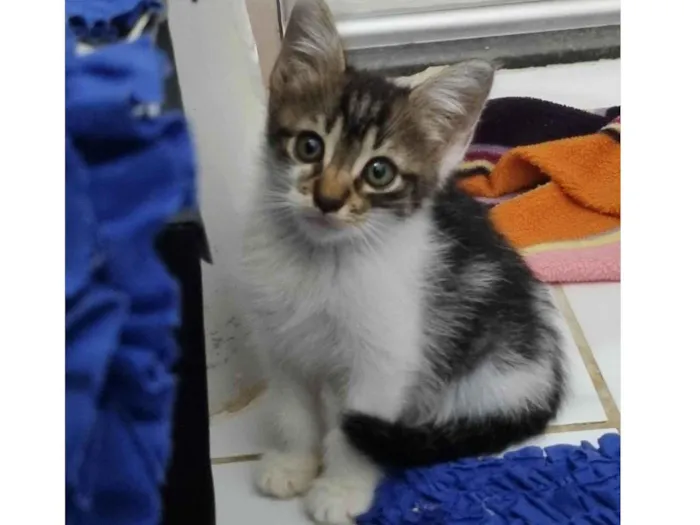 Gato ra a SRD-ViraLata idade Abaixo de 2 meses nome Pequena Dayse