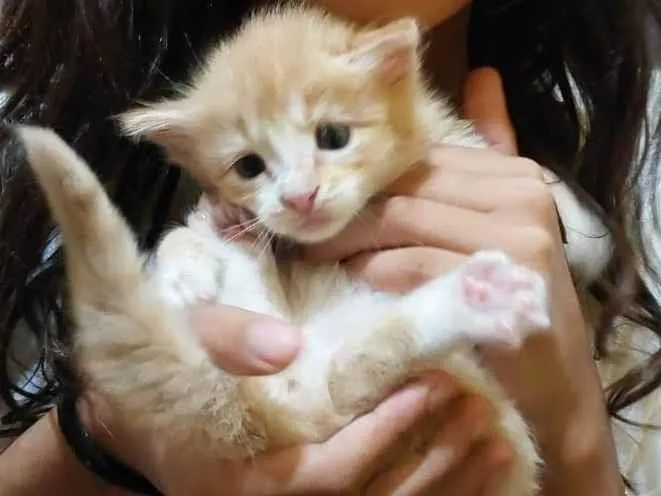 Gato ra a SRD-ViraLata idade Abaixo de 2 meses nome Ninhada de 4 fêmeas