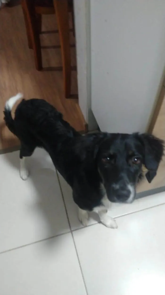 Cachorro ra a Vira lata idade 7 a 11 meses nome Pitica