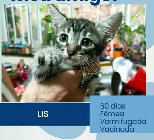 Gato raça  idade 2 a 6 meses nome Gatinhos