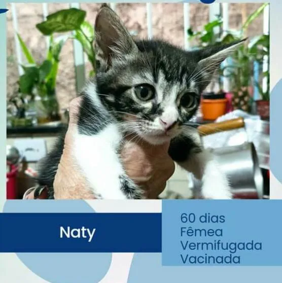Gato raça  idade 2 a 6 meses nome Gatinhos