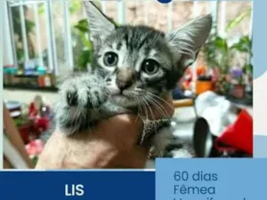 Gato raça  idade 2 a 6 meses nome Gatinhos