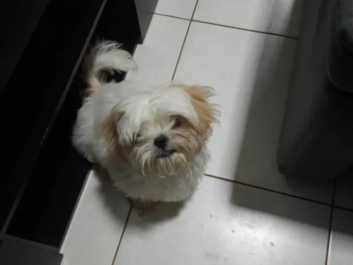 Cachorro raça Shitzu idade 2 a 6 meses nome Nick