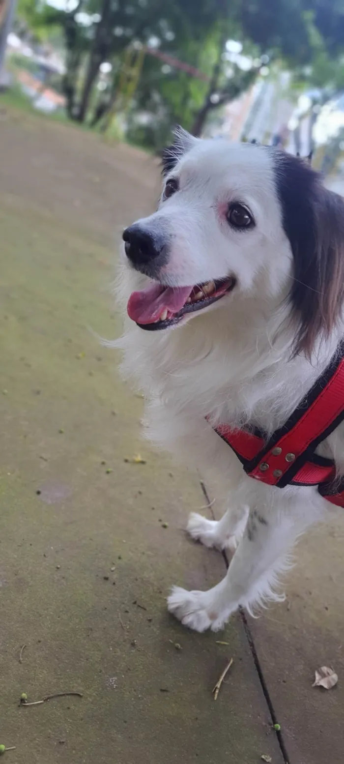 Cachorro ra a SRD-ViraLata idade 3 anos nome Linda