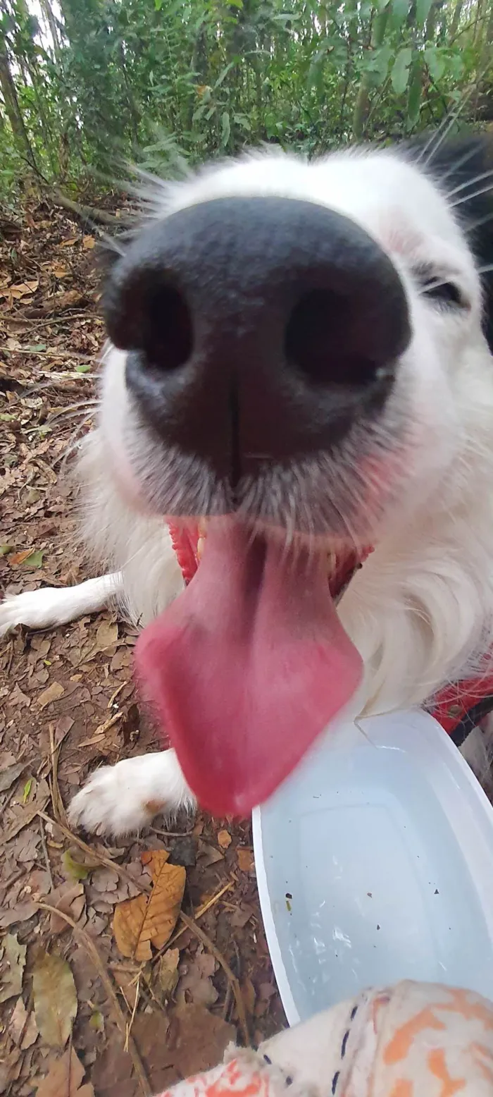 Cachorro ra a SRD-ViraLata idade 3 anos nome Linda