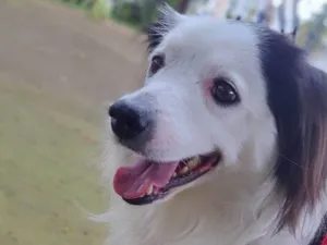 Cachorro raça SRD-ViraLata idade 3 anos nome Linda