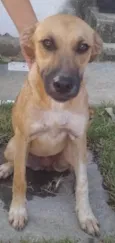 Sophia