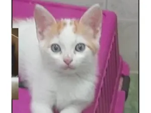 Gato raça SRD-ViraLata idade 2 a 6 meses nome Jasmim