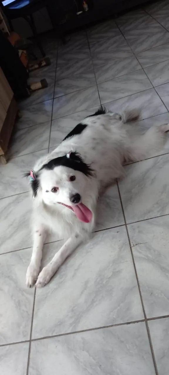 Cachorro ra a SRD-ViraLata idade 3 anos nome Linda