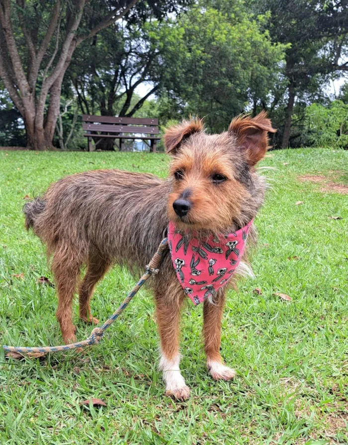 Cachorro raça SRD-ViraLata idade 1 ano nome BENJI