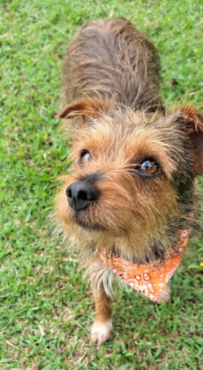 Cachorro raça SRD-ViraLata idade 1 ano nome BENJI