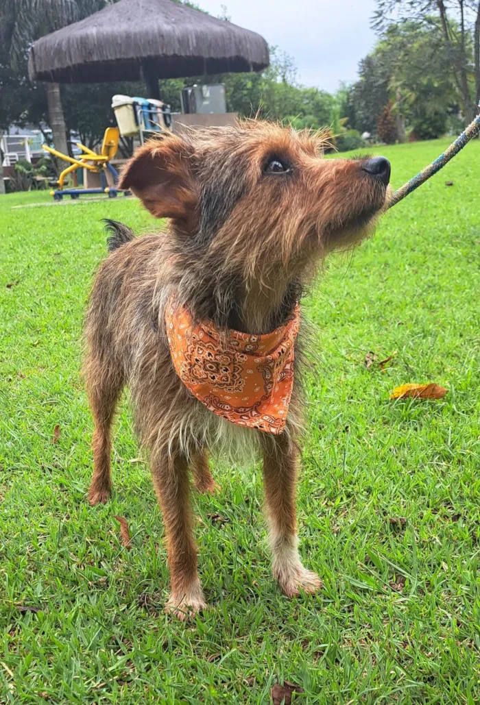 Cachorro raça SRD-ViraLata idade 1 ano nome BENJI