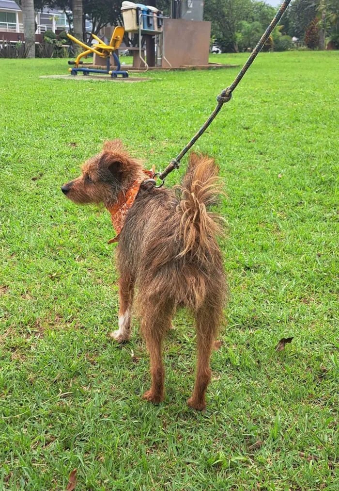 Cachorro raça SRD-ViraLata idade 1 ano nome BENJI