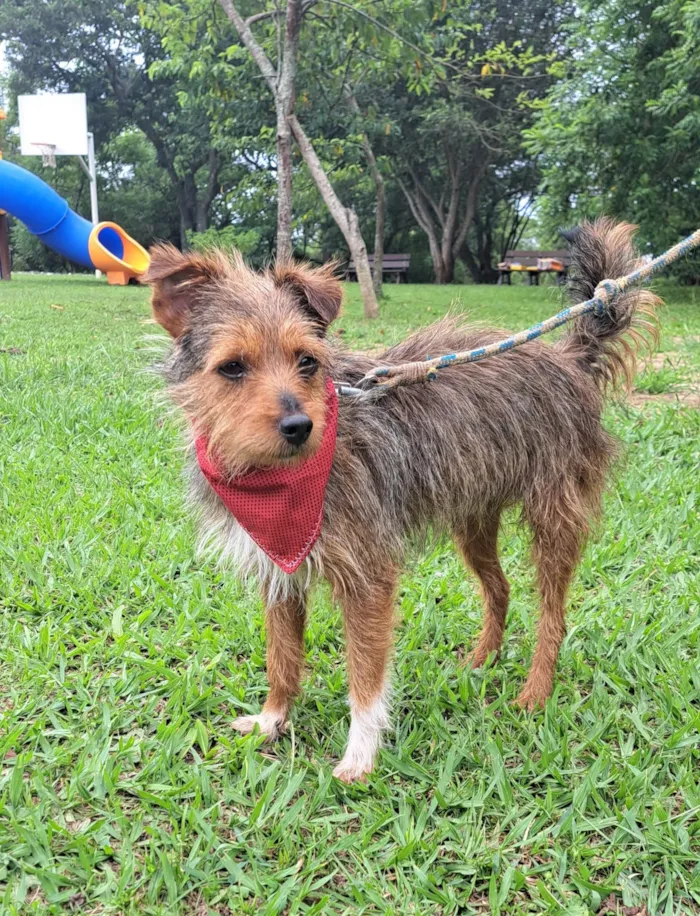 Cachorro raça SRD-ViraLata idade 1 ano nome BENJI