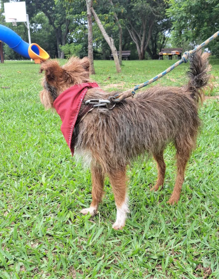 Cachorro raça SRD-ViraLata idade 1 ano nome BENJI