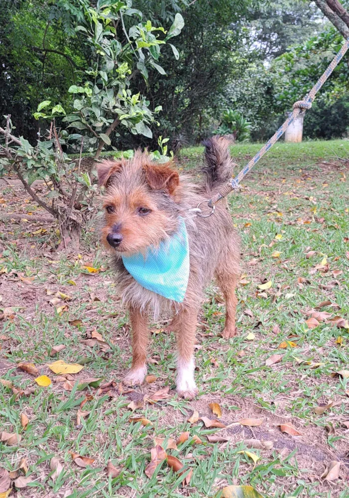 Cachorro raça SRD-ViraLata idade 1 ano nome BENJI