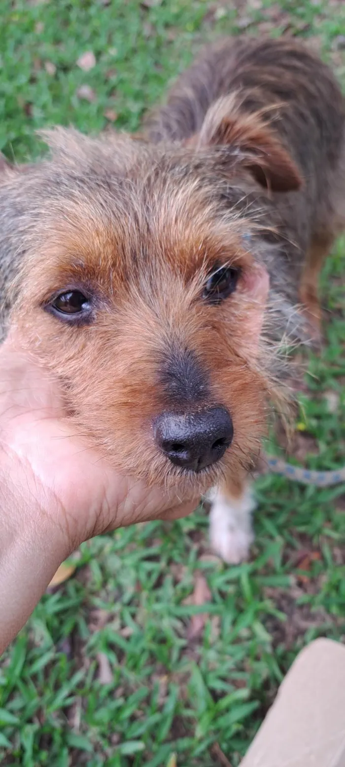 Cachorro raça SRD-ViraLata idade 1 ano nome BENJI