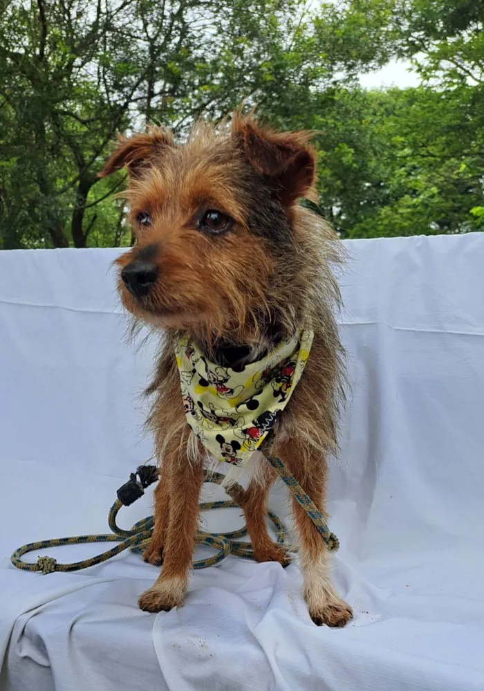 Cachorro raça SRD-ViraLata idade 1 ano nome BENJI