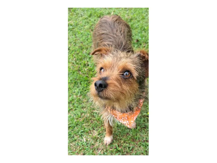 Cachorro raça SRD-ViraLata idade 1 ano nome BENJI