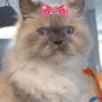 Meg 