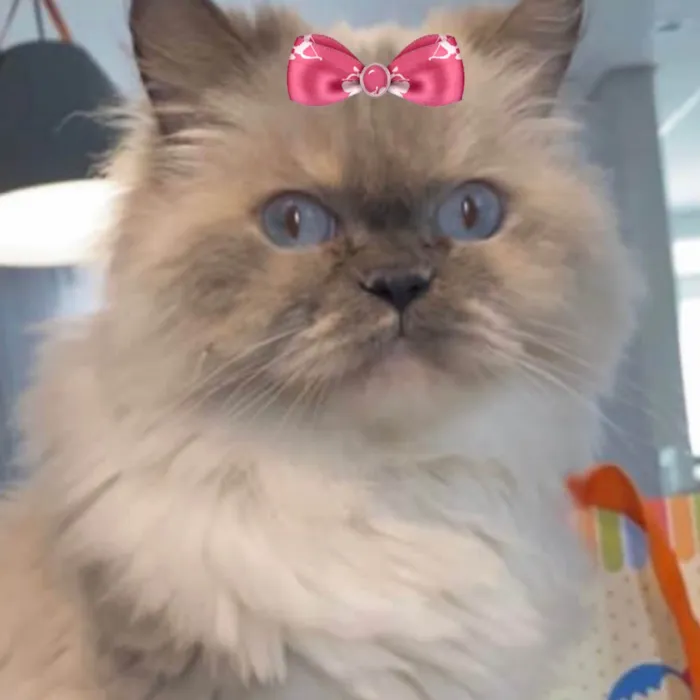 Gato ra a Mestica  idade 6 ou mais anos nome Meg 