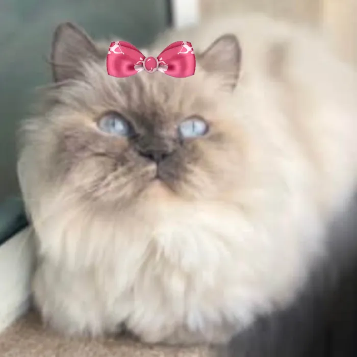 Gato ra a Mestica  idade 6 ou mais anos nome Meg 