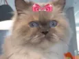 Meg 