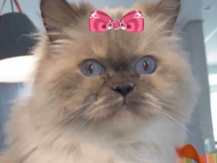 Gato ra a Mestica  idade 6 ou mais anos nome Meg 