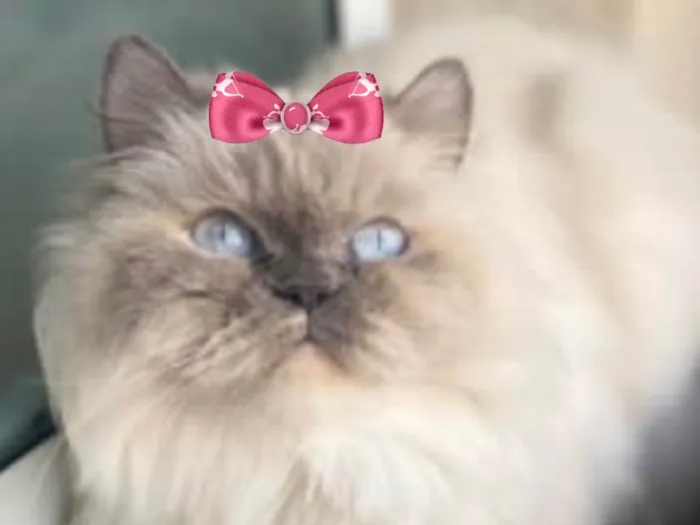 Gato ra a Mestica  idade 6 ou mais anos nome Meg 
