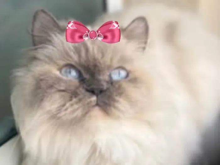 Gato ra a Mestica  idade 6 ou mais anos nome Meg 