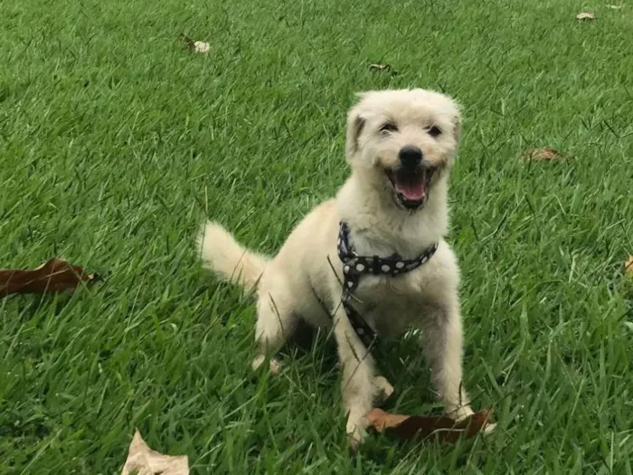 Cachorro ra a SRD-ViraLata idade 4 anos nome Beni