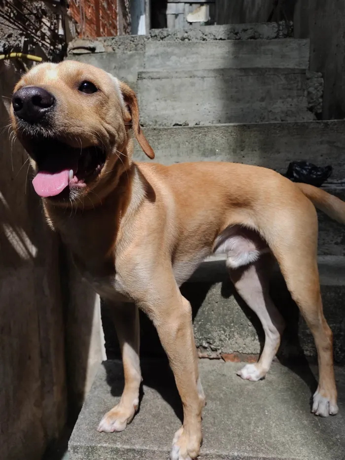 Cachorro raça SRD-ViraLata idade 2 anos nome DJ 
