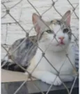 PENÉLOPE