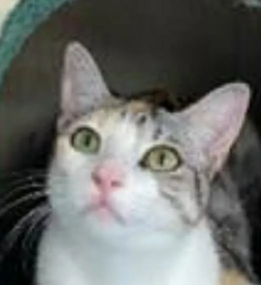 Gato ra a srd idade 1 ano nome PENÉLOPE 
