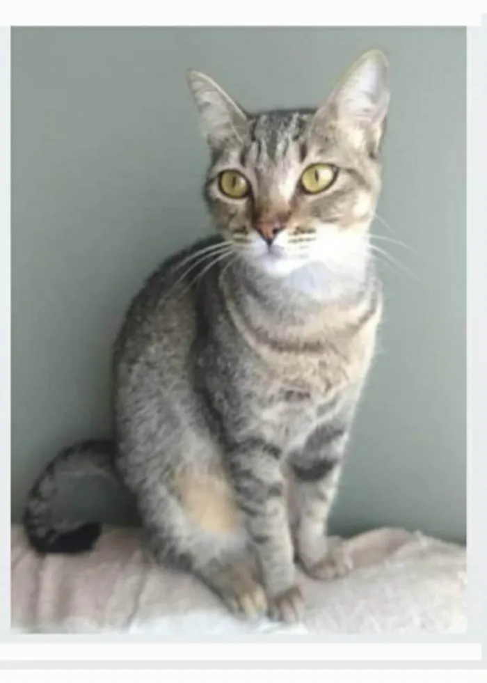Gato ra a srd tigradinha  idade 2 anos nome NALA