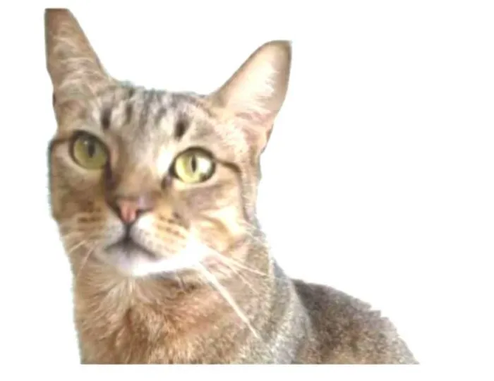 Gato ra a srd tigradinha  idade 2 anos nome NALA