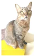 NALA