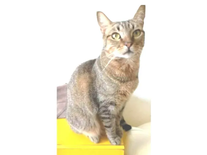 Gato ra a srd tigradinha  idade 2 anos nome NALA