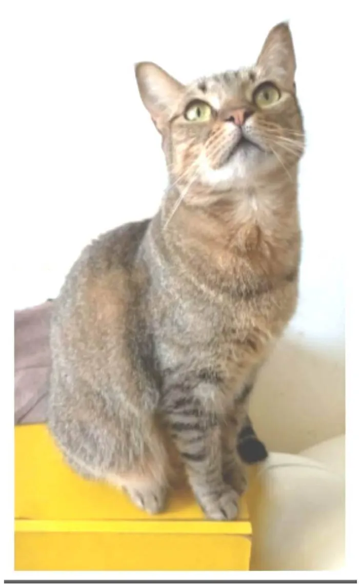 Gato ra a srd tigradinha  idade 2 anos nome NALA