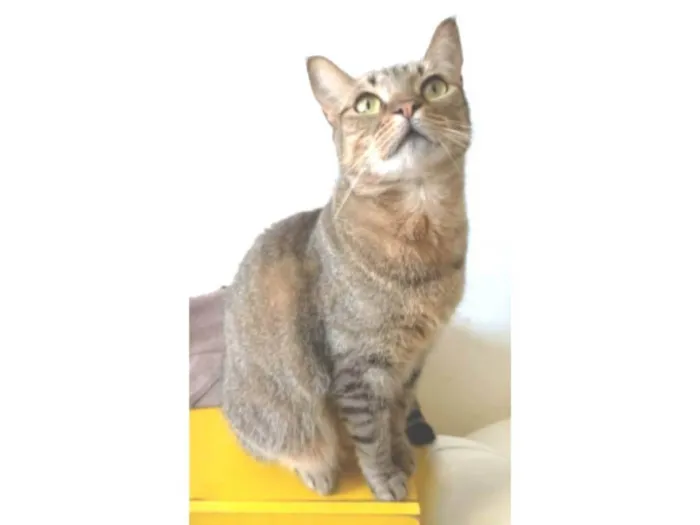 Gato ra a srd tigradinha  idade 2 anos nome NALA