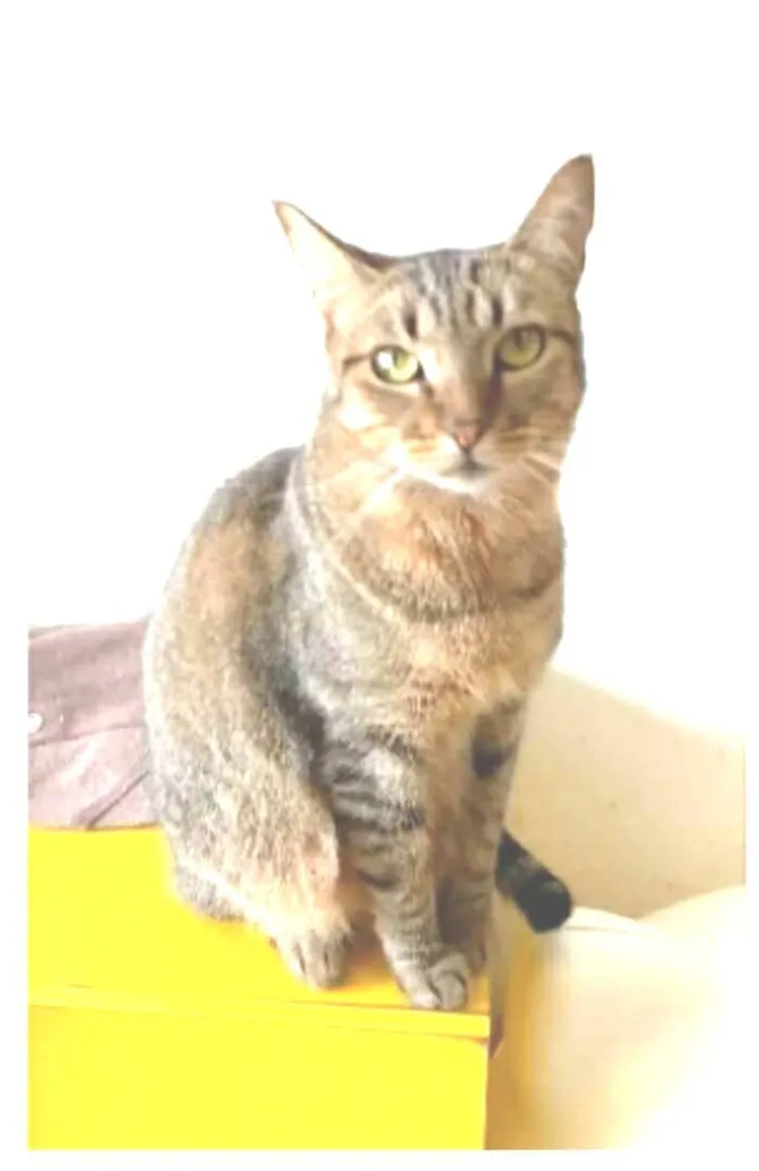 Gato ra a srd tigradinha  idade 2 anos nome NALA