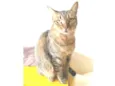 NALA