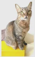 NALA