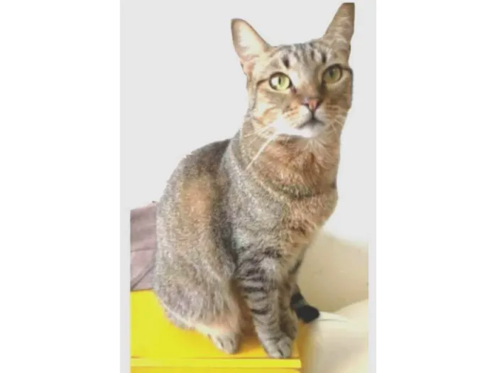Gato ra a srd tigradinha  idade 2 anos nome NALA